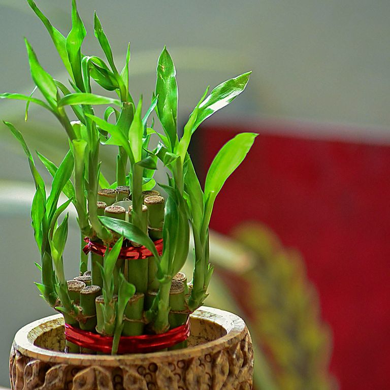 Feng Shui biljke 