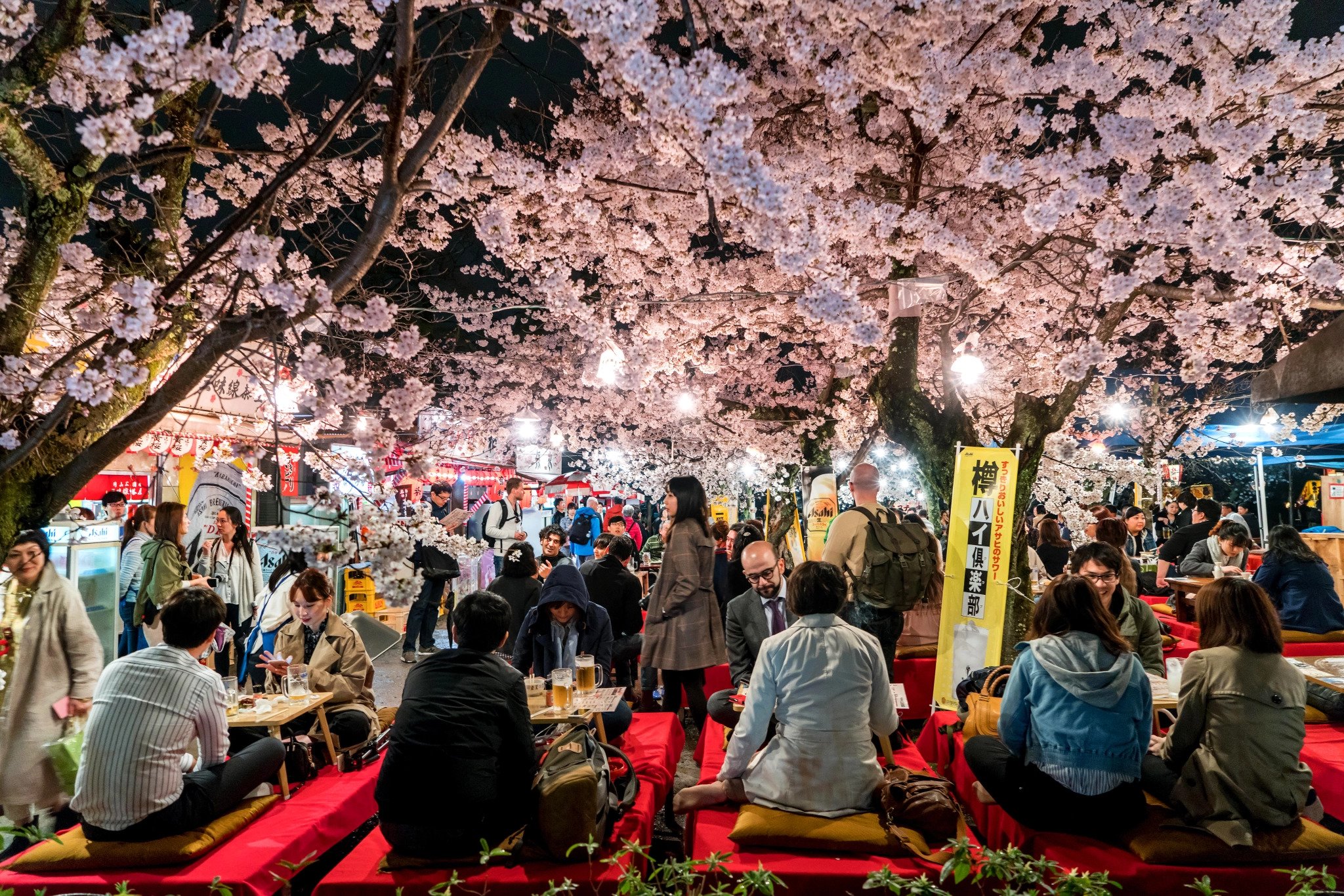 sakura cvjetanje trešnje