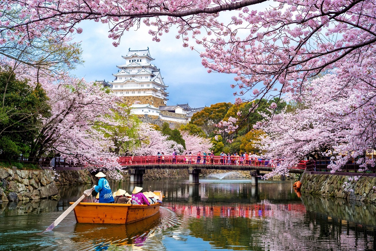 sakura cvjetanje trešnje