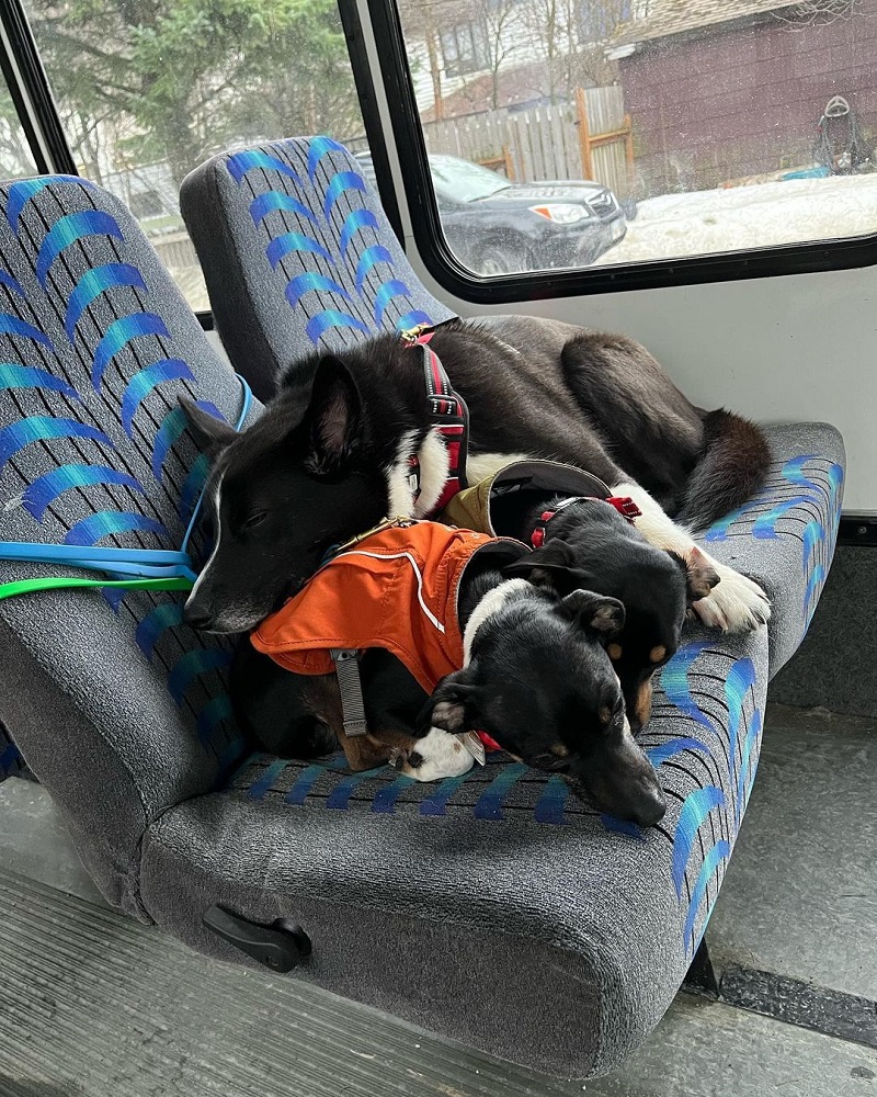 autobus za pse