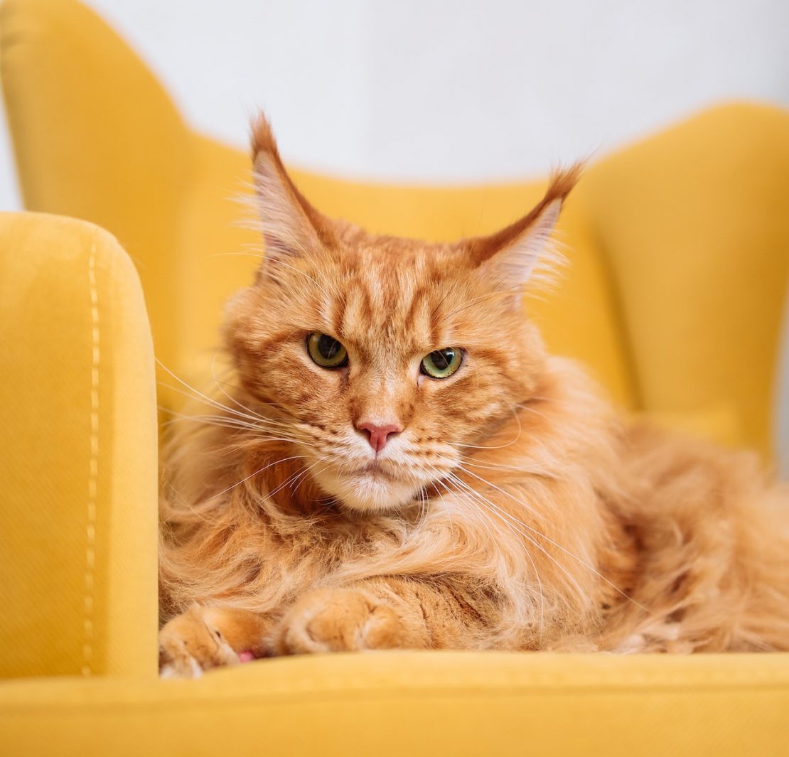 Maine coon mačka