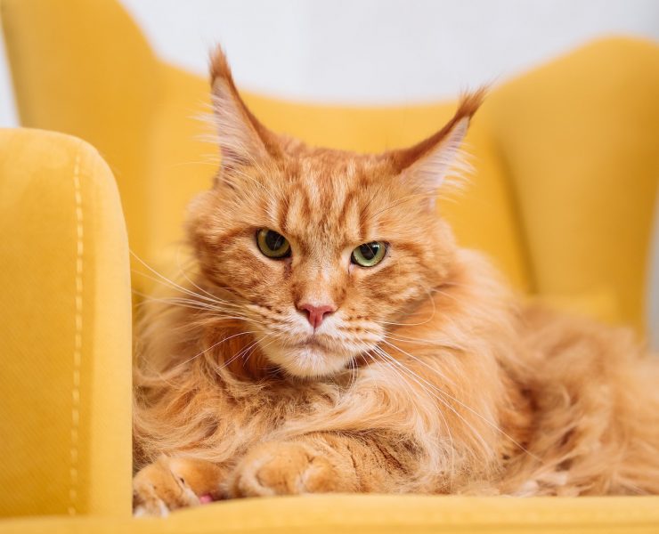 Maine coon mačka