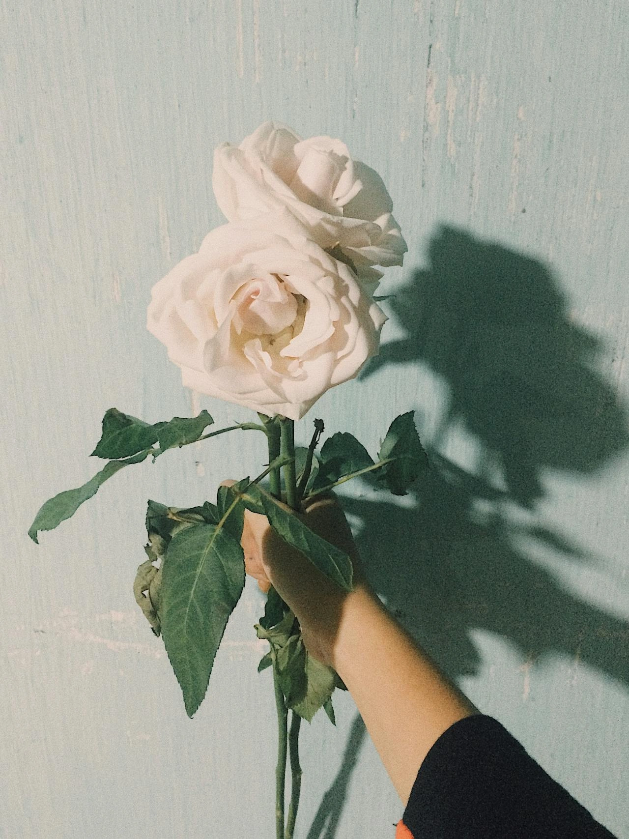 bijele ruže