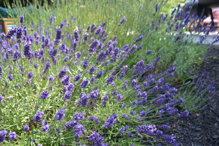 lavanda