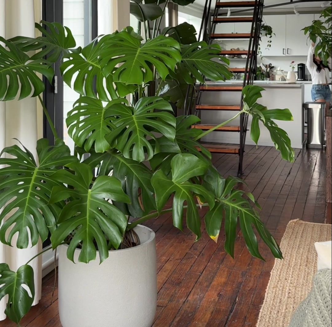 velike biljke monstera