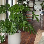 velike biljke monstera