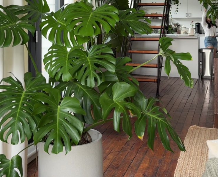 velike biljke monstera