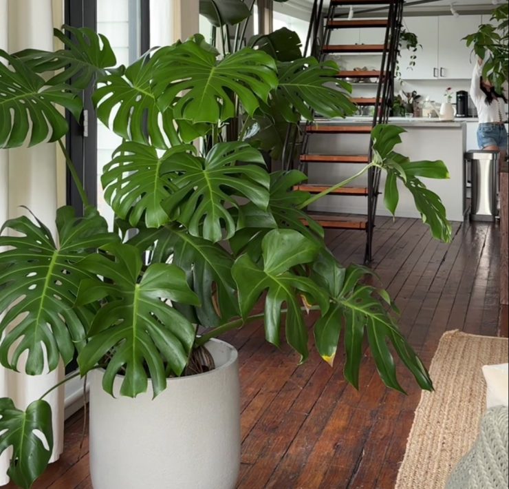 velike biljke monstera