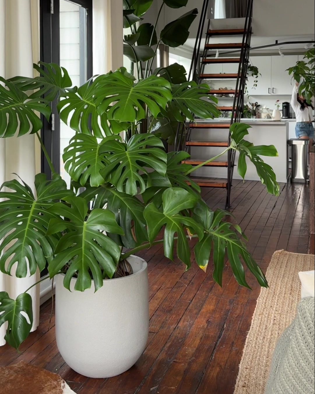 velike biljke monstera